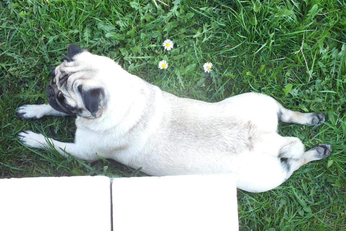 Mops Rosie billede 16