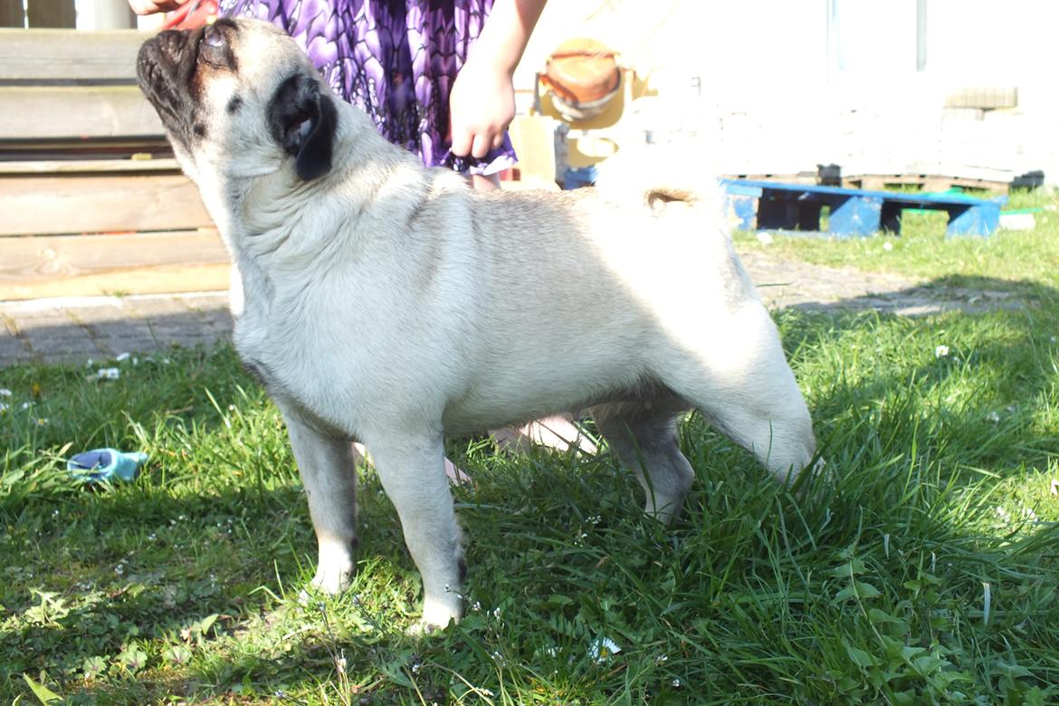 Mops Rosie billede 17