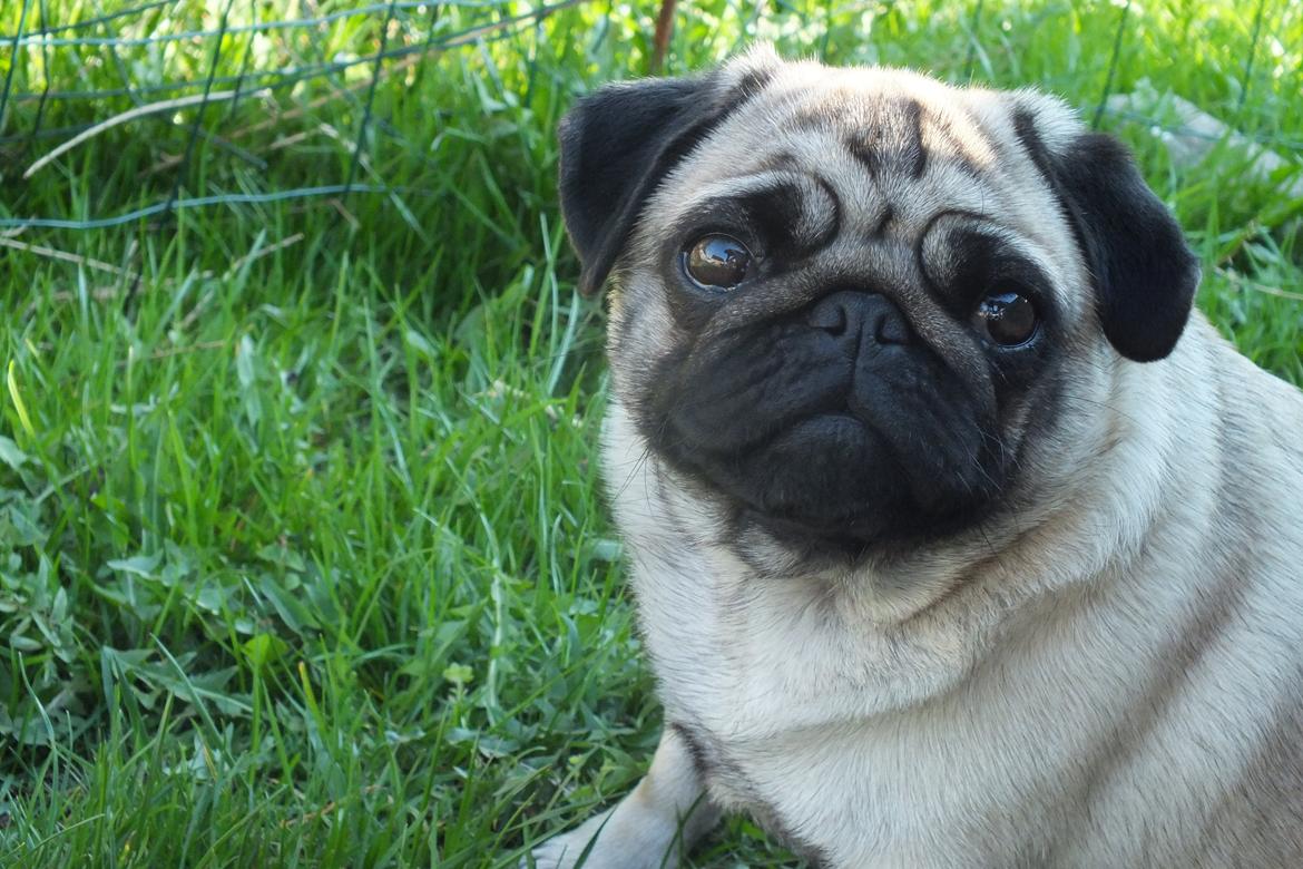 Mops Rosie billede 18