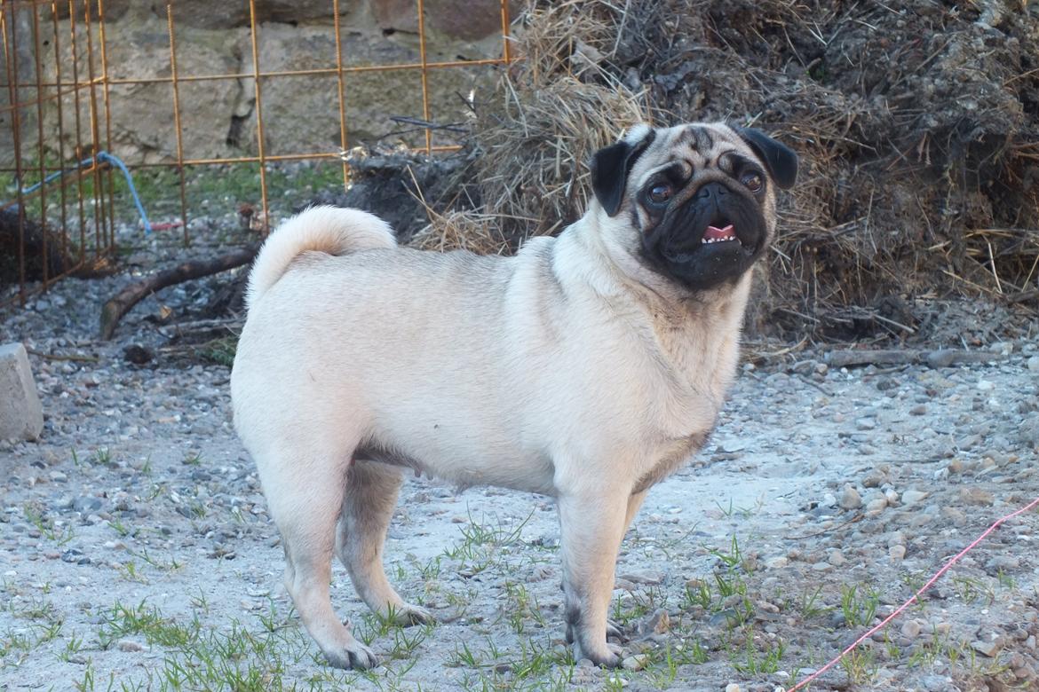 Mops Rosie billede 12