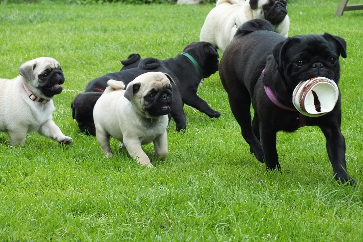 Mops Rosie billede 19