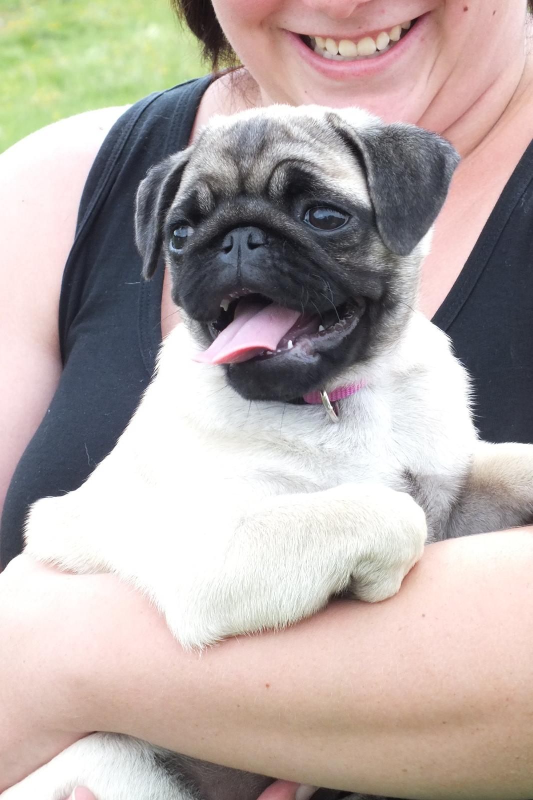 Mops Rosie billede 20