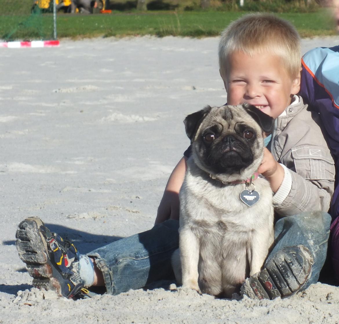 Mops Rosie billede 21