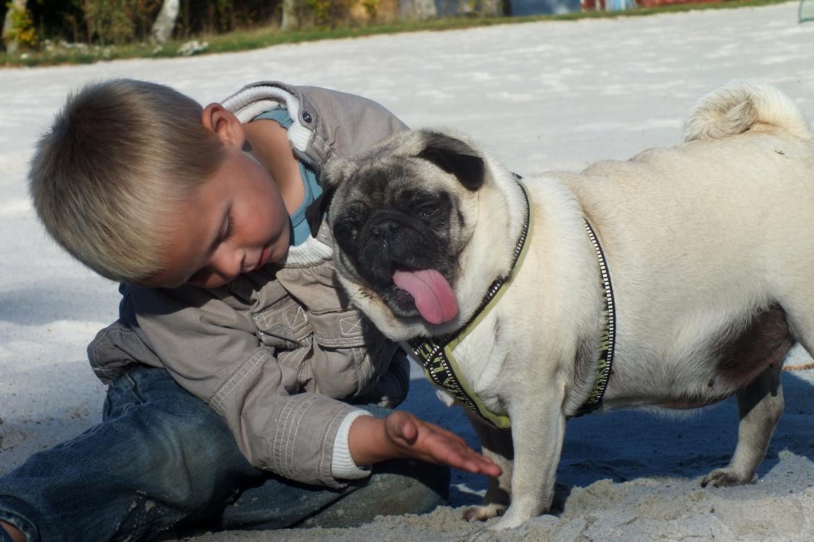 Mops Rosie billede 22