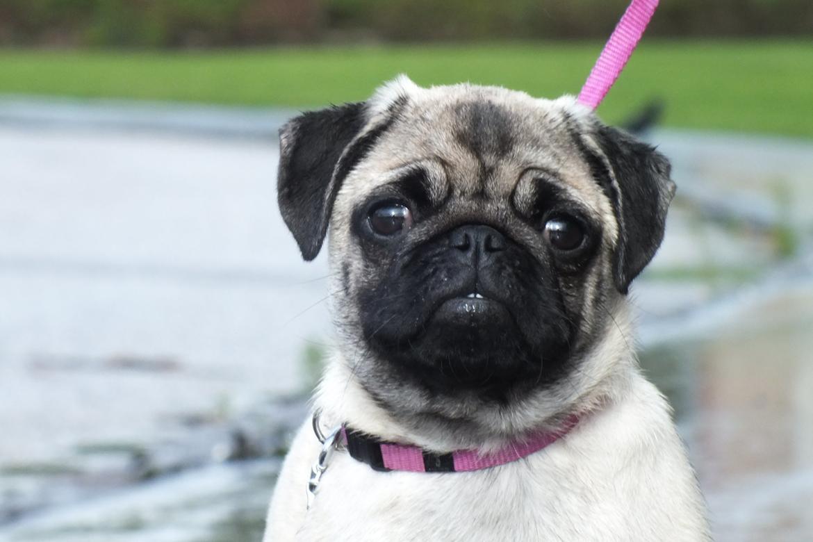 Mops Rosie billede 24