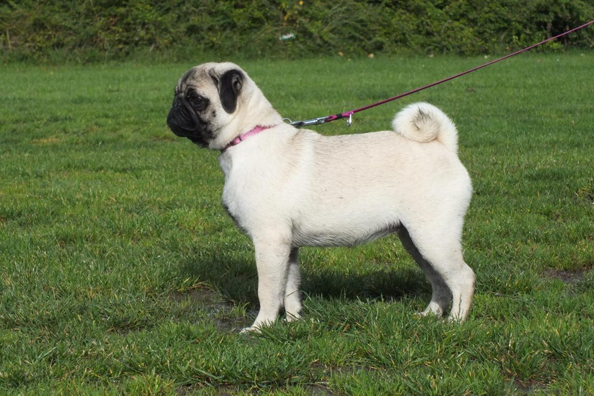 Mops Rosie billede 25