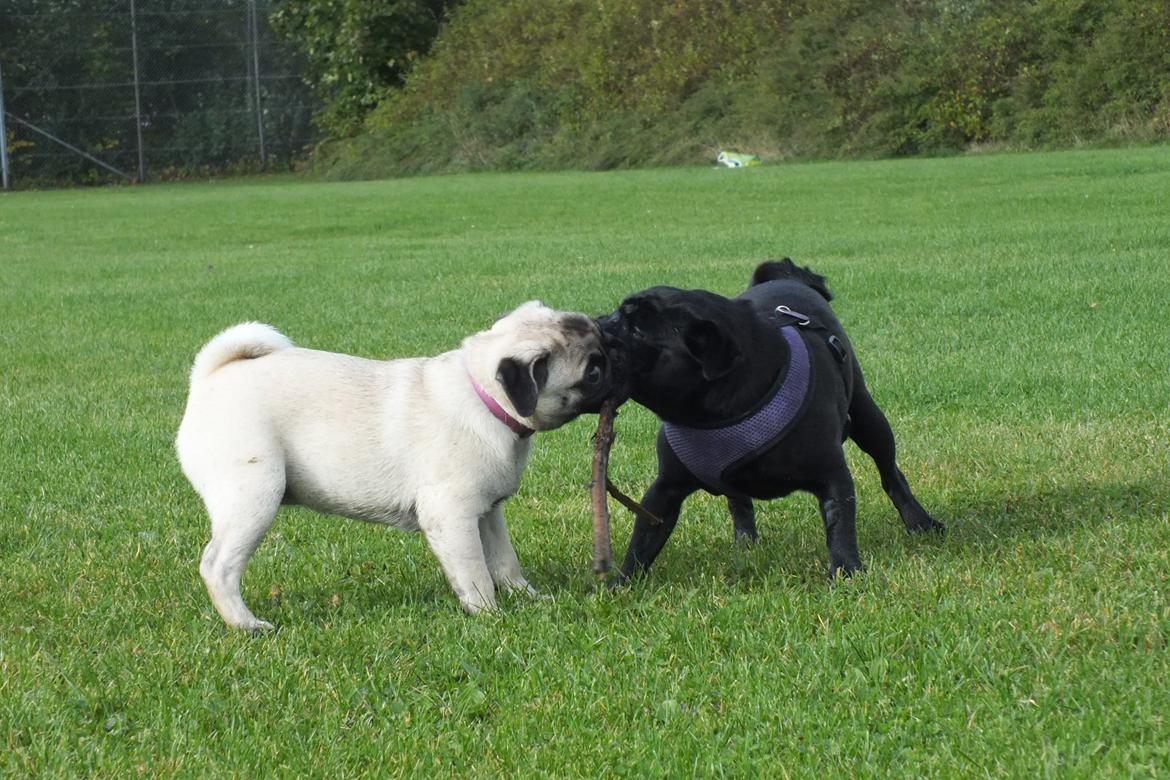 Mops Rosie billede 26