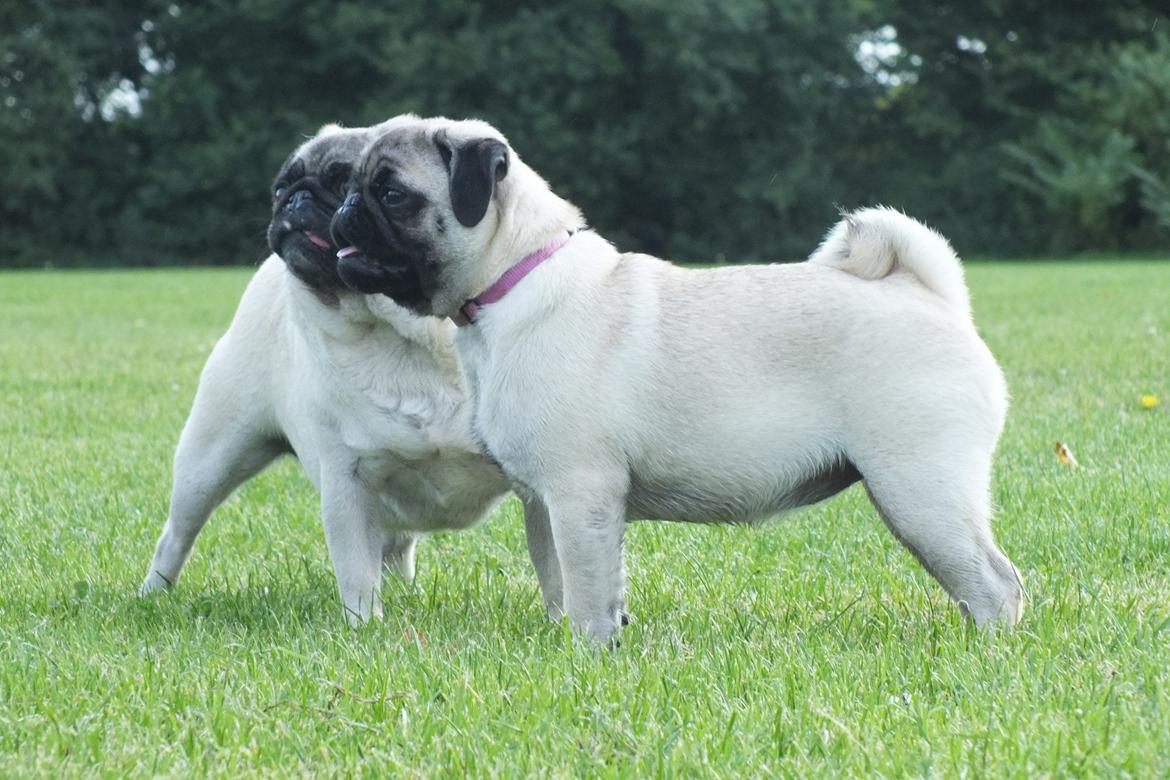 Mops Rosie billede 27