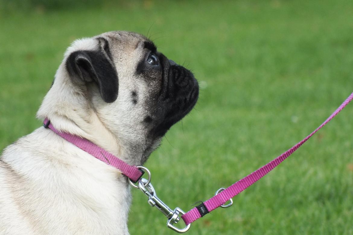 Mops Rosie billede 28