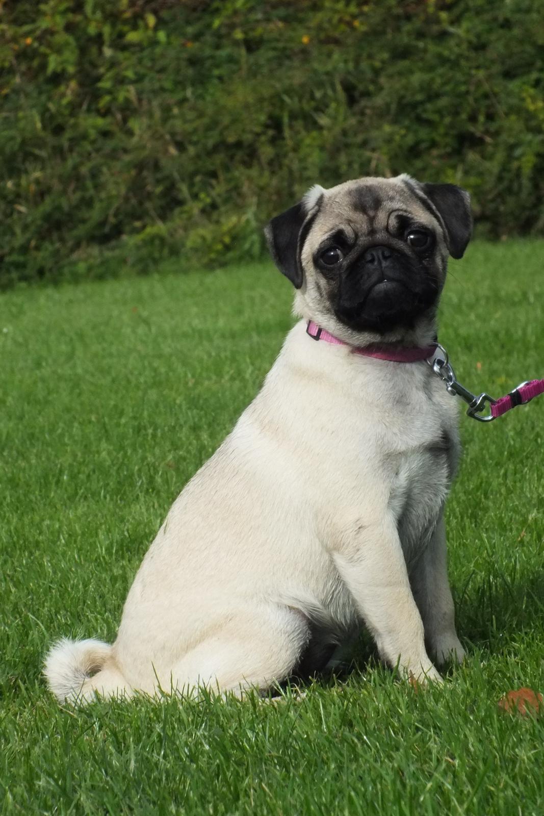 Mops Rosie billede 29