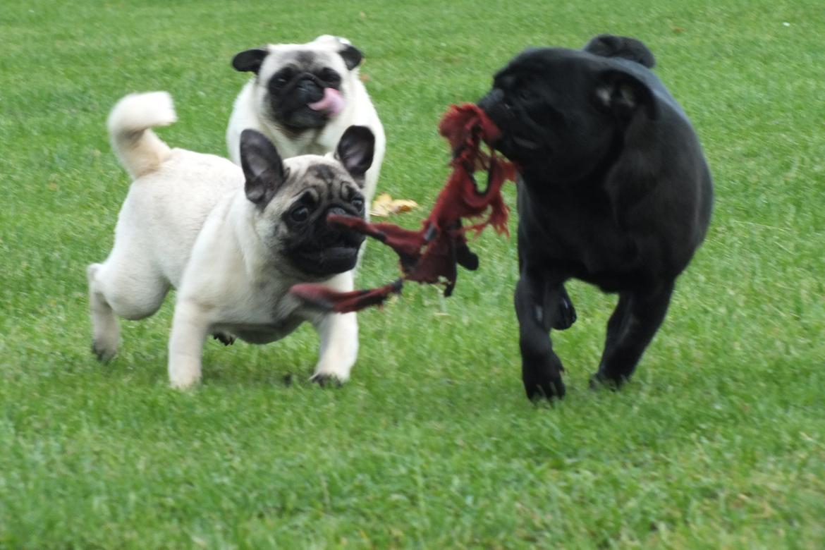 Mops Rosie billede 31