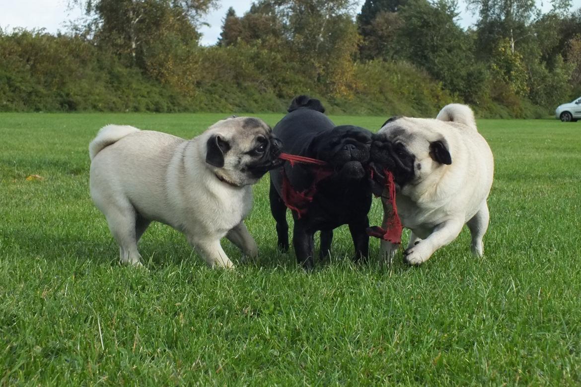 Mops Rosie billede 32