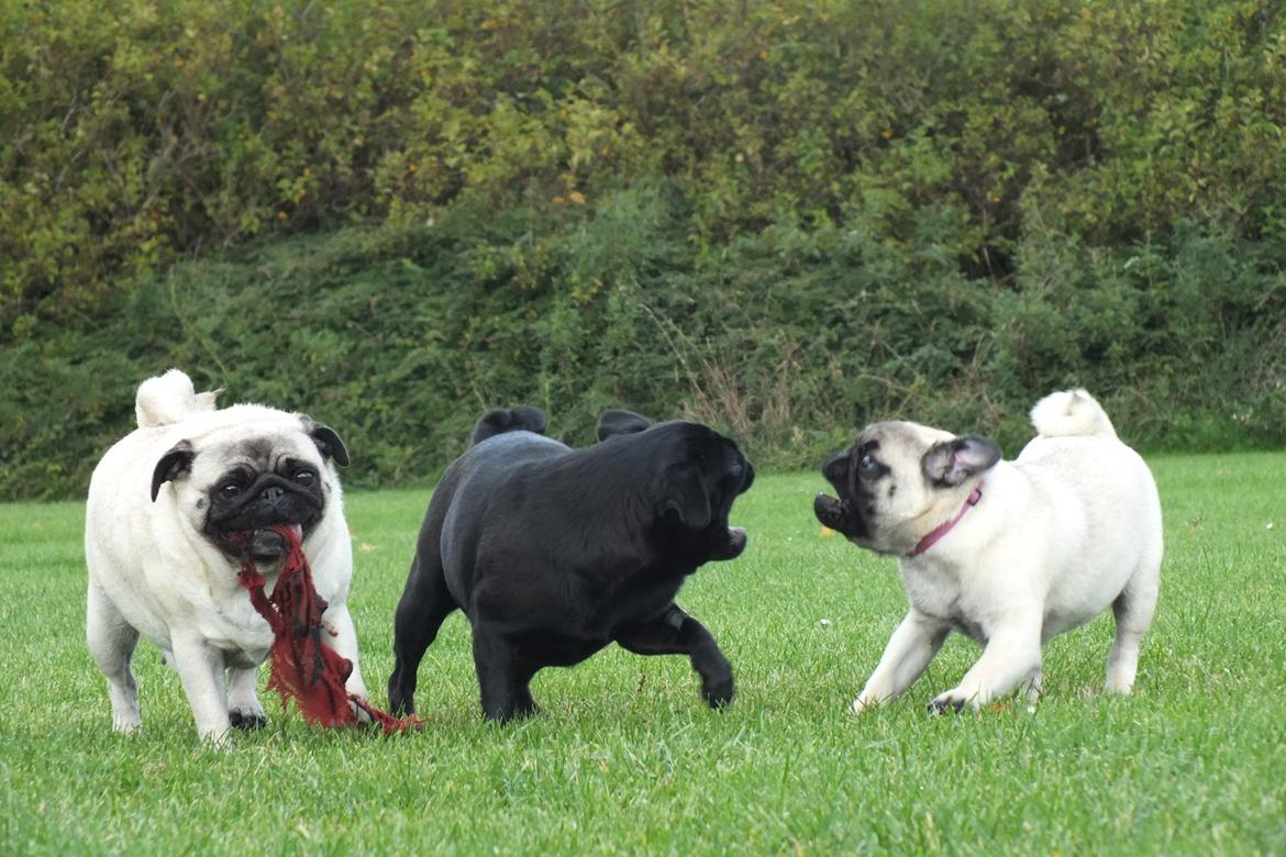 Mops Rosie billede 33