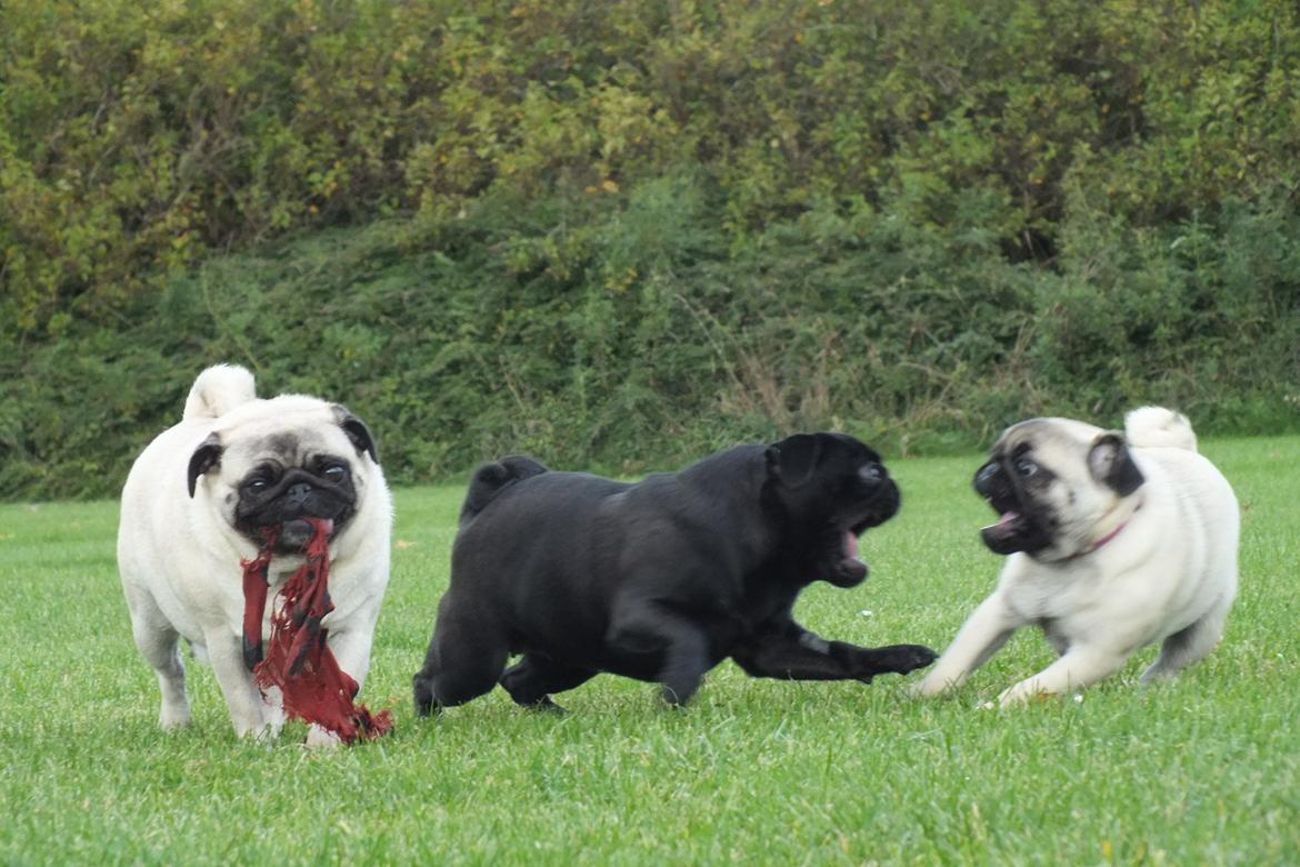 Mops Rosie billede 34