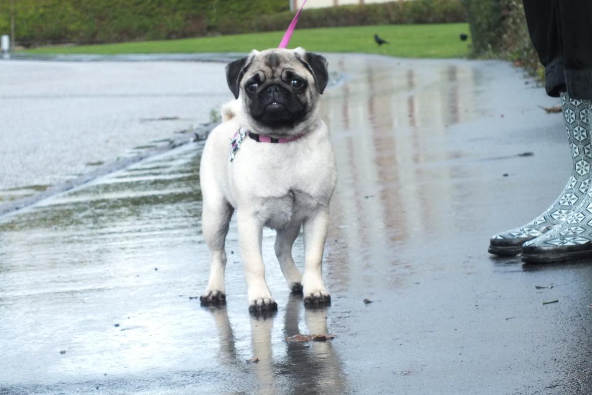 Mops Rosie billede 23