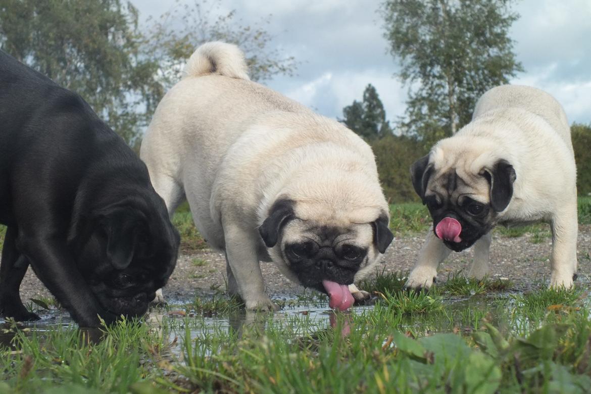 Mops Rosie billede 36