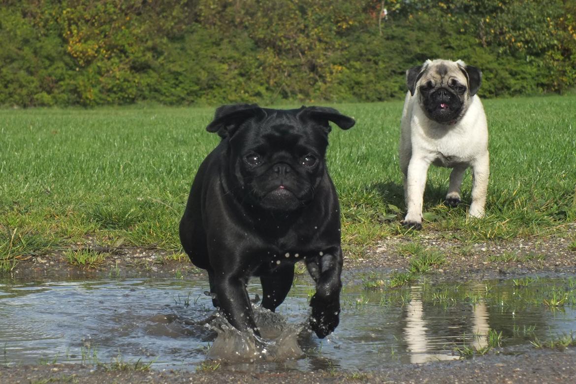 Mops Rosie billede 37