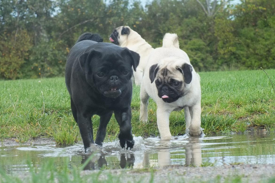 Mops Rosie billede 38