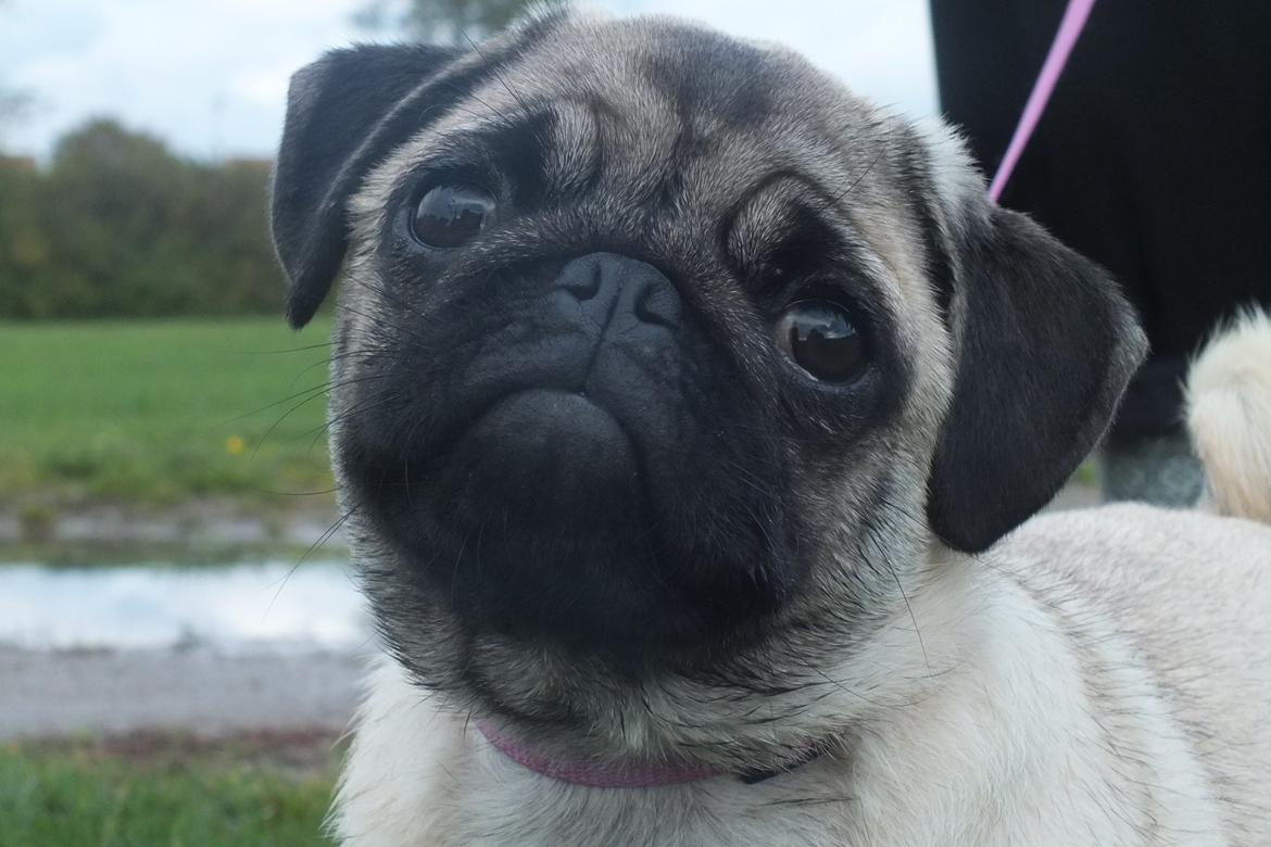 Mops Rosie billede 39