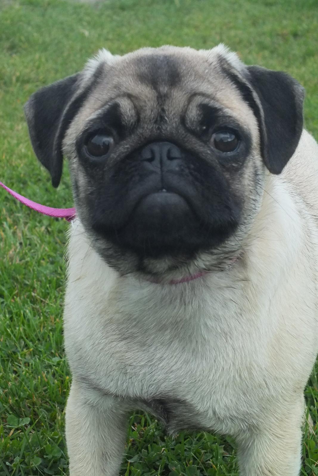 Mops Rosie billede 40