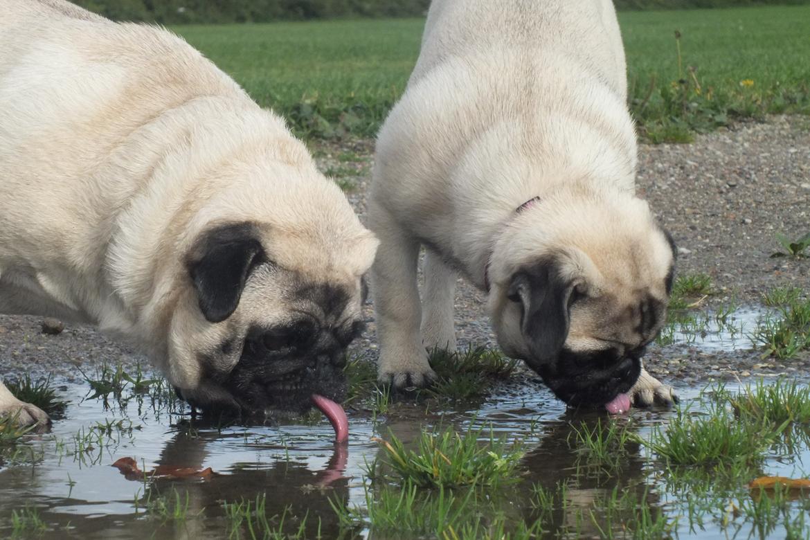 Mops Rosie billede 35