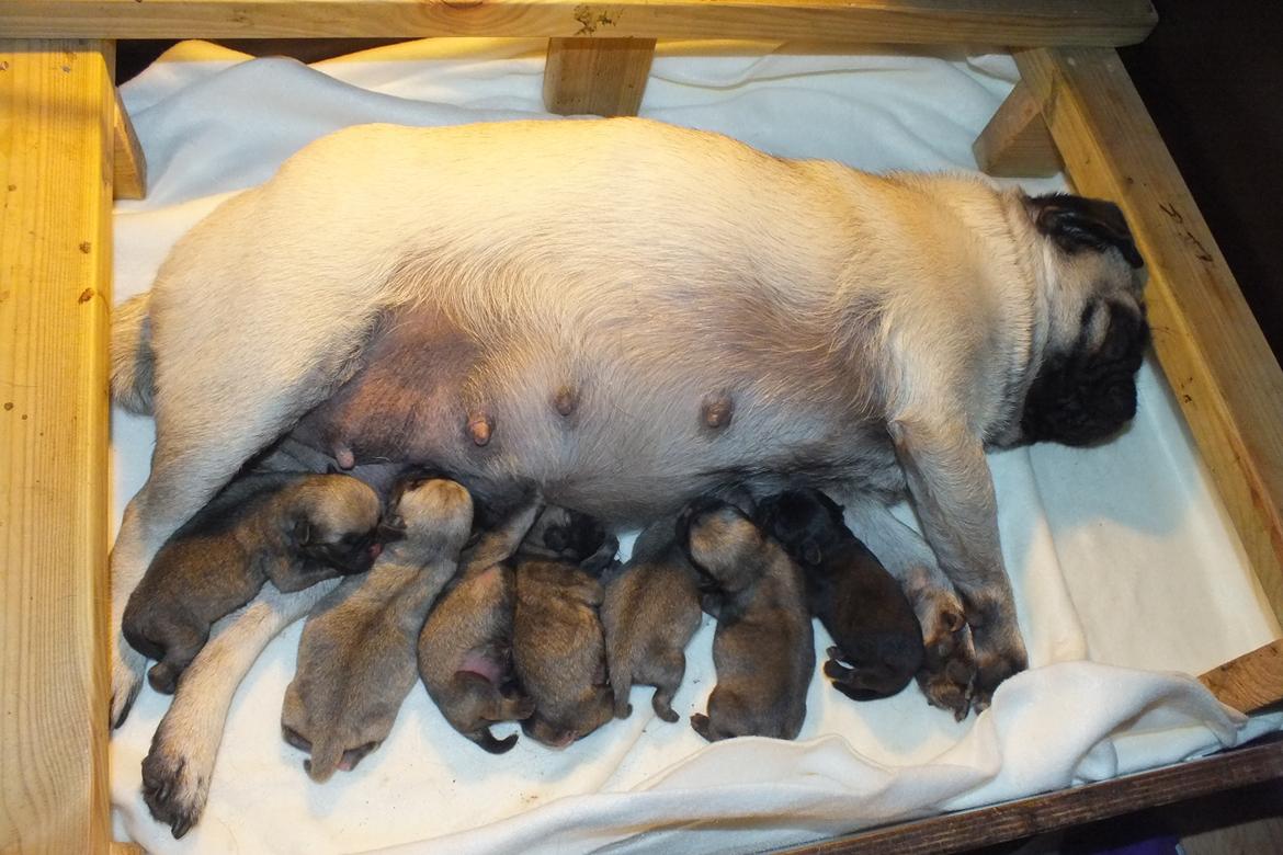 Mops Rosie billede 41