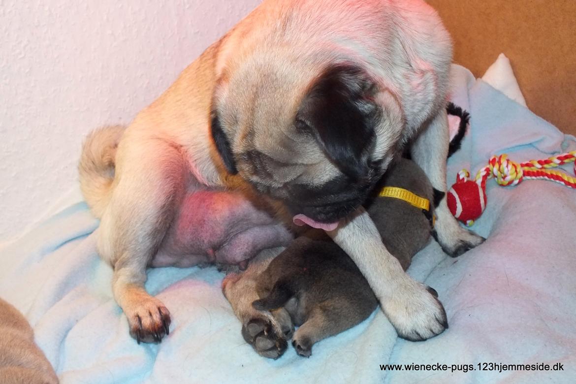 Mops Rosie billede 42