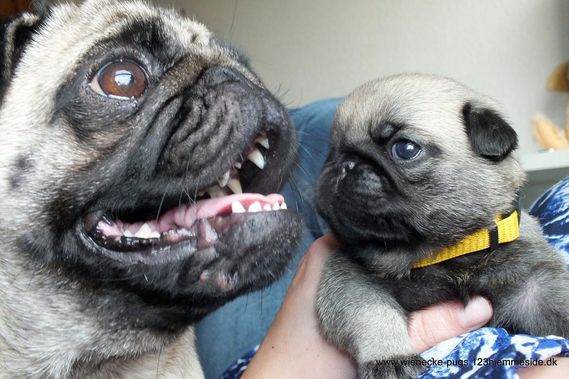 Mops Rosie billede 44