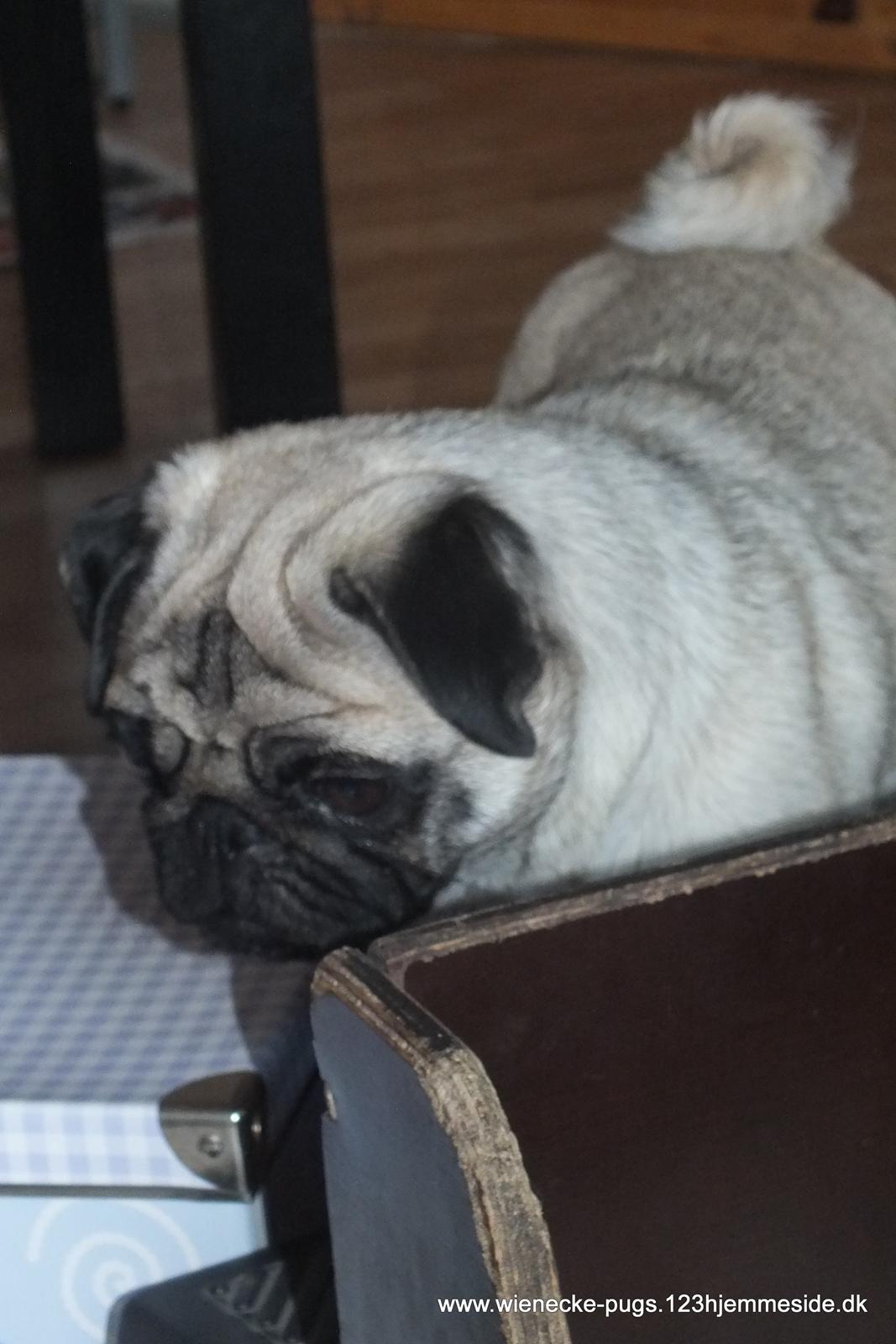 Mops Rosie billede 45