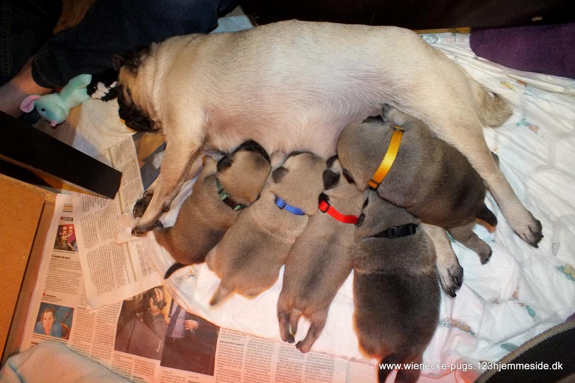 Mops Rosie billede 43