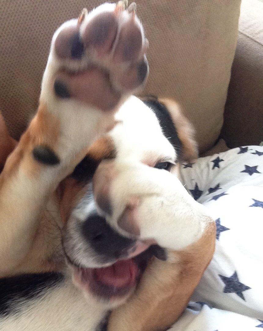 Blanding af racer Nora billede 9