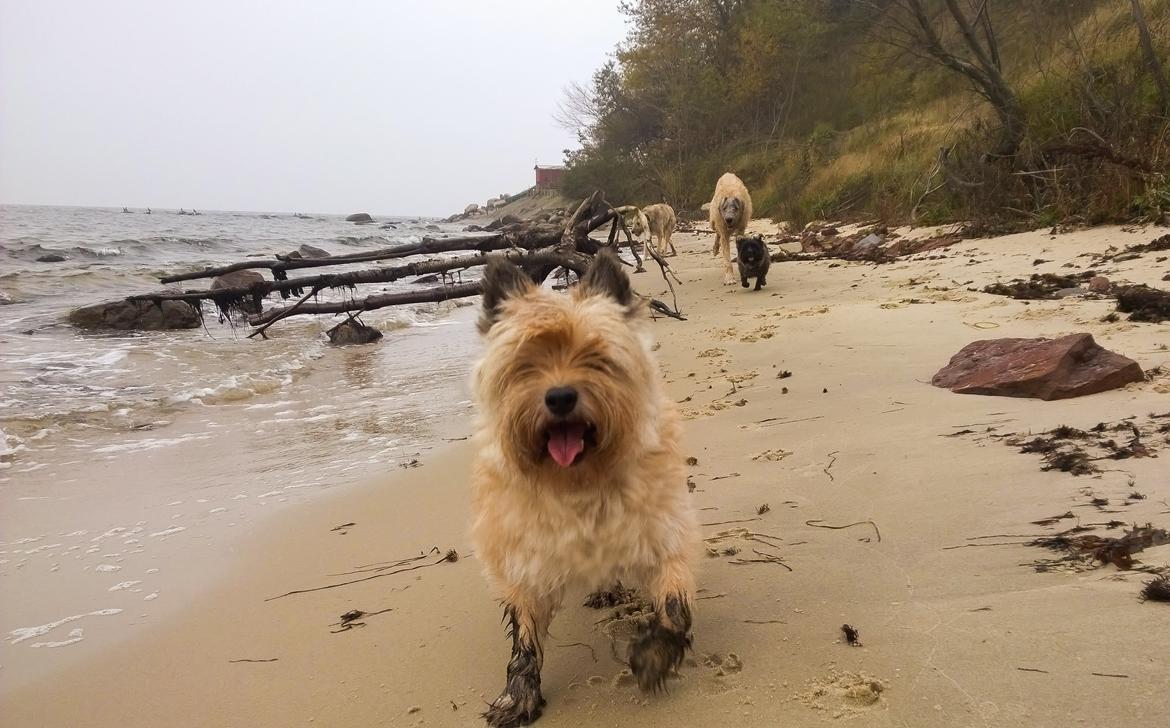 Cairn terrier Ebbe billede 41