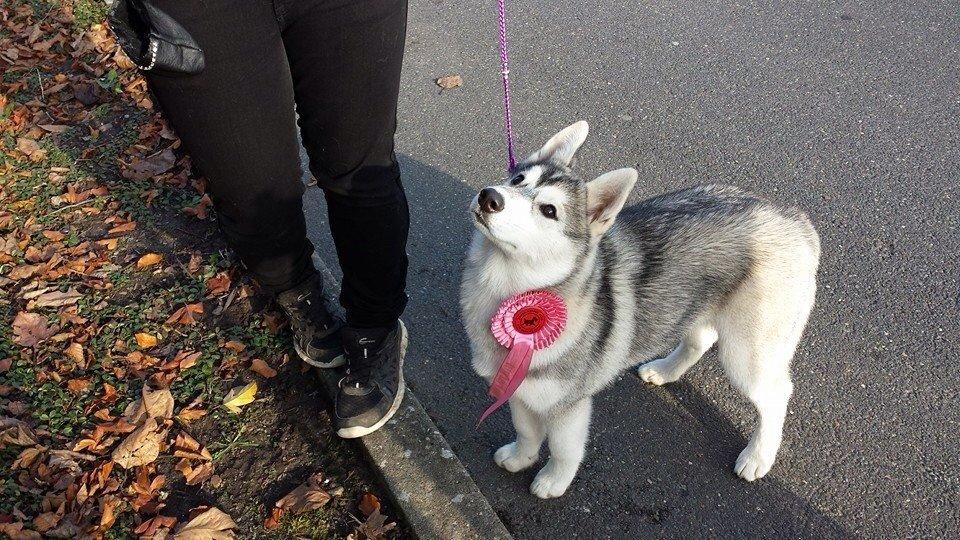 Siberian husky Mesmocan Sunka Yuki billede 21