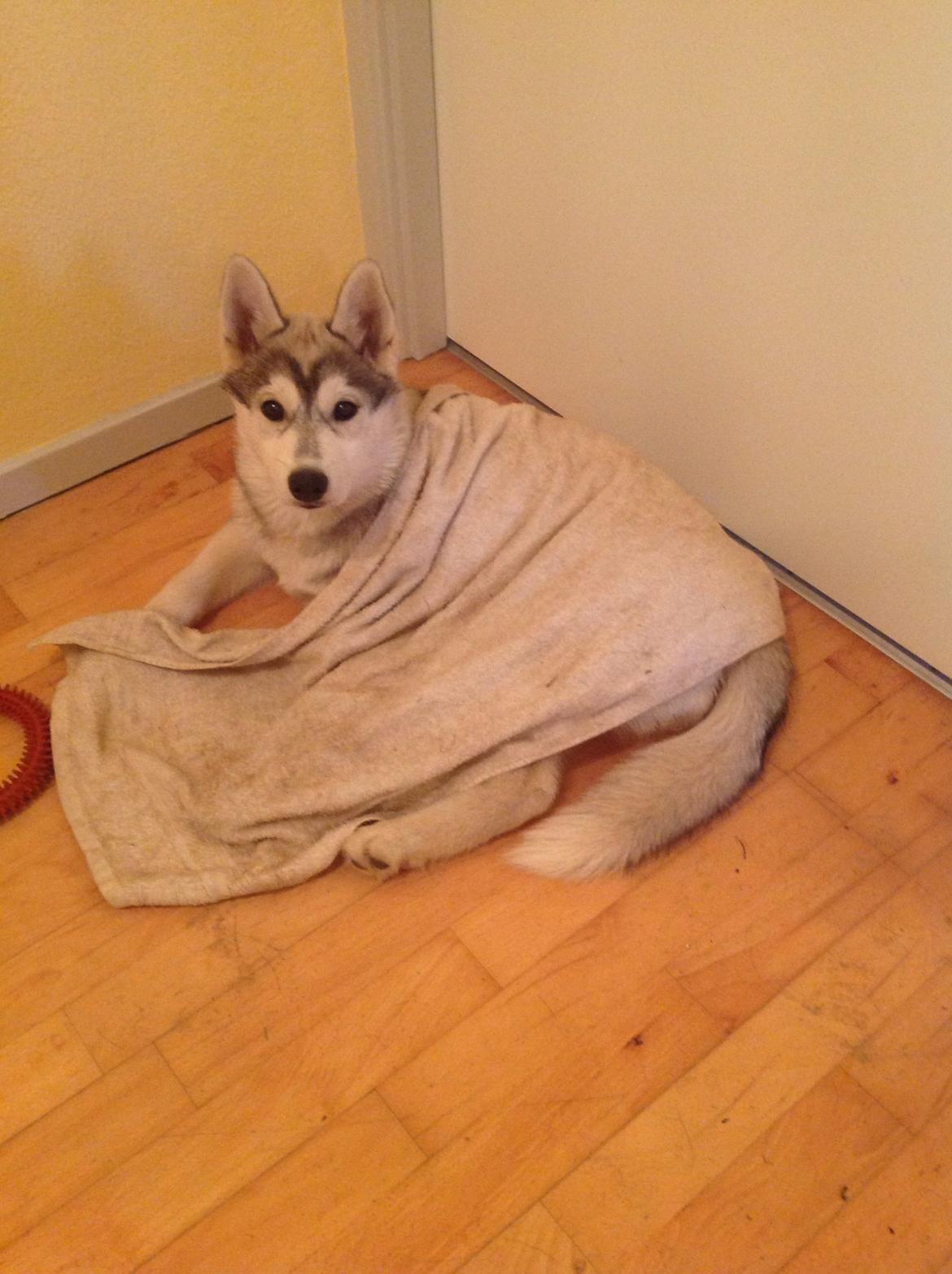 Siberian husky Mesmocan Sunka Yuki billede 22
