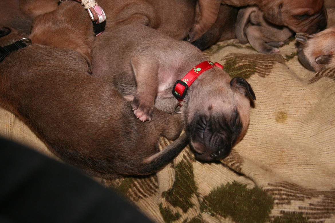 Blanding af racer CHAROS - Charos, ca 14 dage gammel billede 1