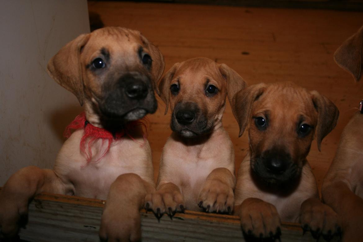 Blanding af racer CHAROS - Charos med sine to søskende  billede 2