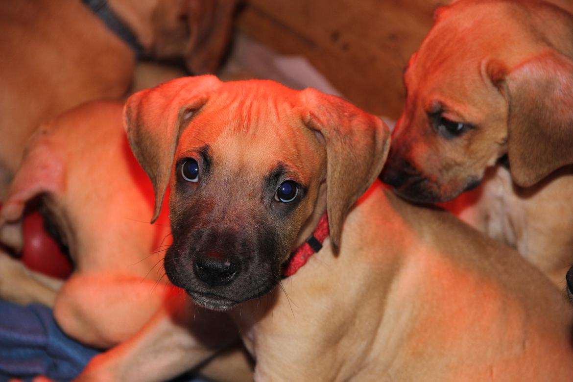 Blanding af racer CHAROS - Hej mor. billede 4