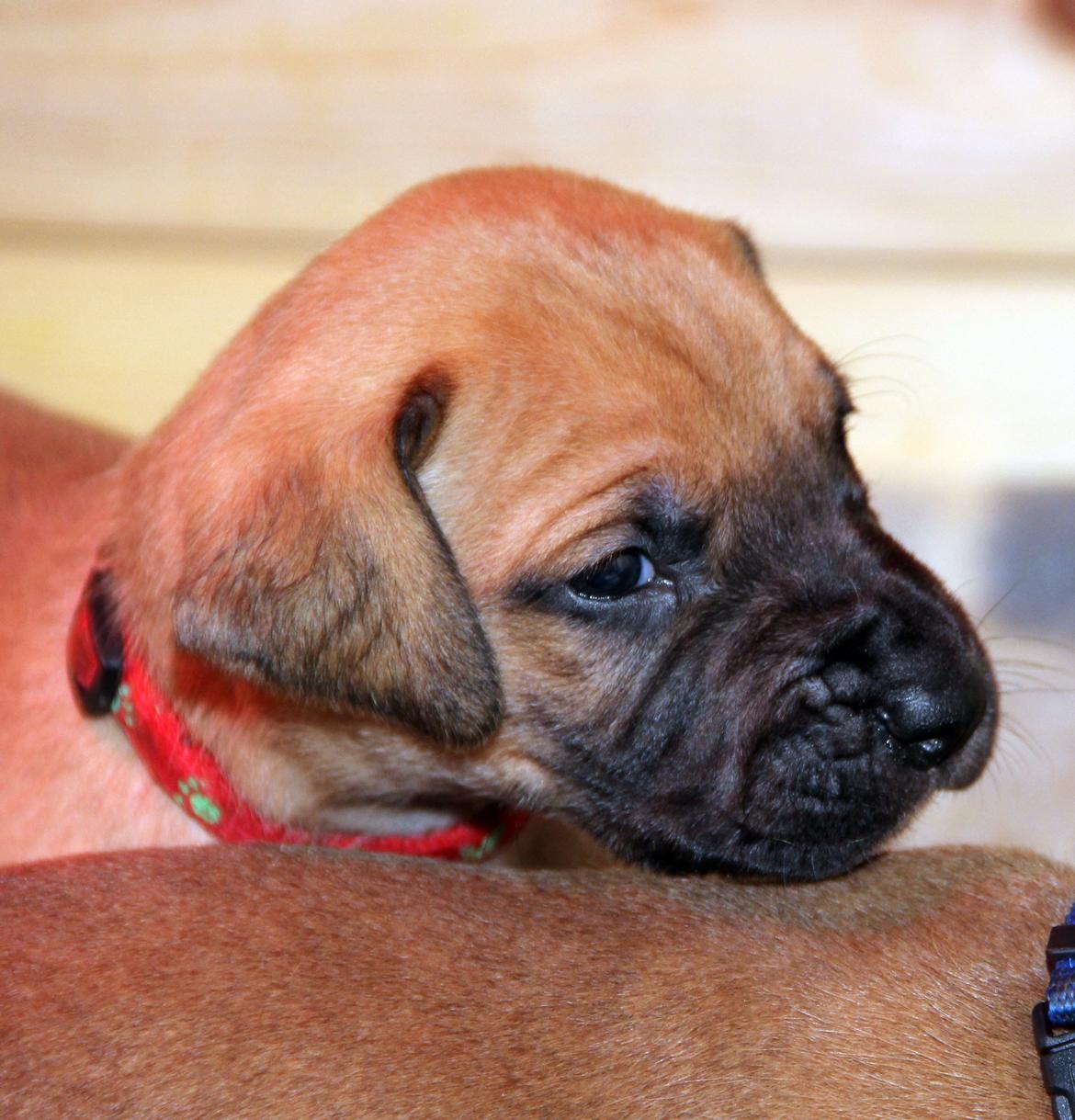 Blanding af racer CHAROS - Så skal livet leves. billede 5