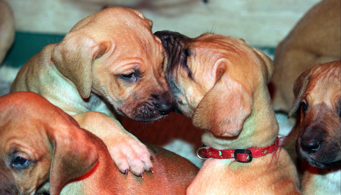 Blanding af racer CHAROS - Mysser søs billede 6