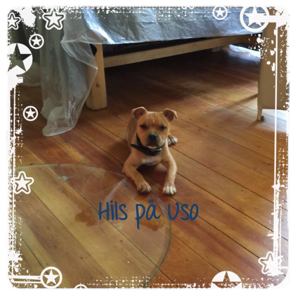 Staffordshire bull terrier Uso billede 1