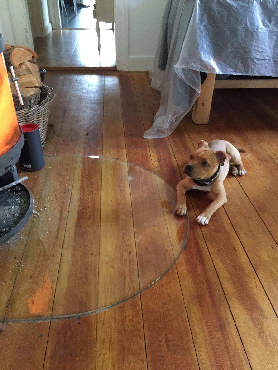 Staffordshire bull terrier Uso billede 7