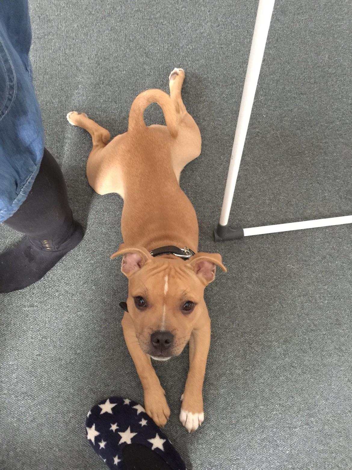 Staffordshire bull terrier Uso billede 6