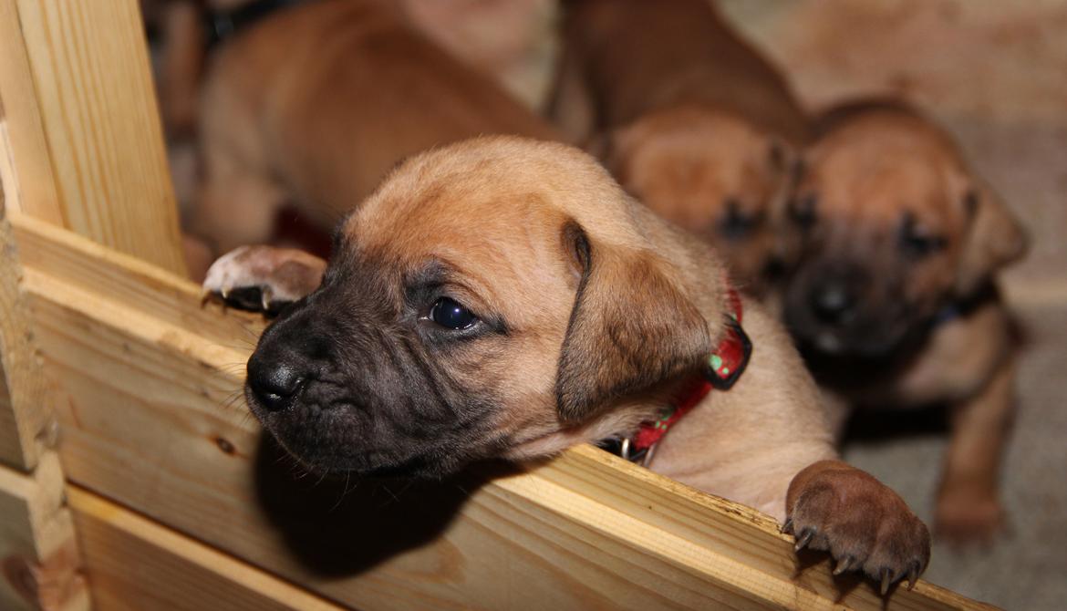 Blanding af racer CHAROS - Jeg vil op. billede 7