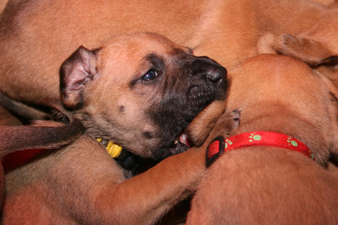 Blanding af racer CHAROS - La vær Frida. billede 8