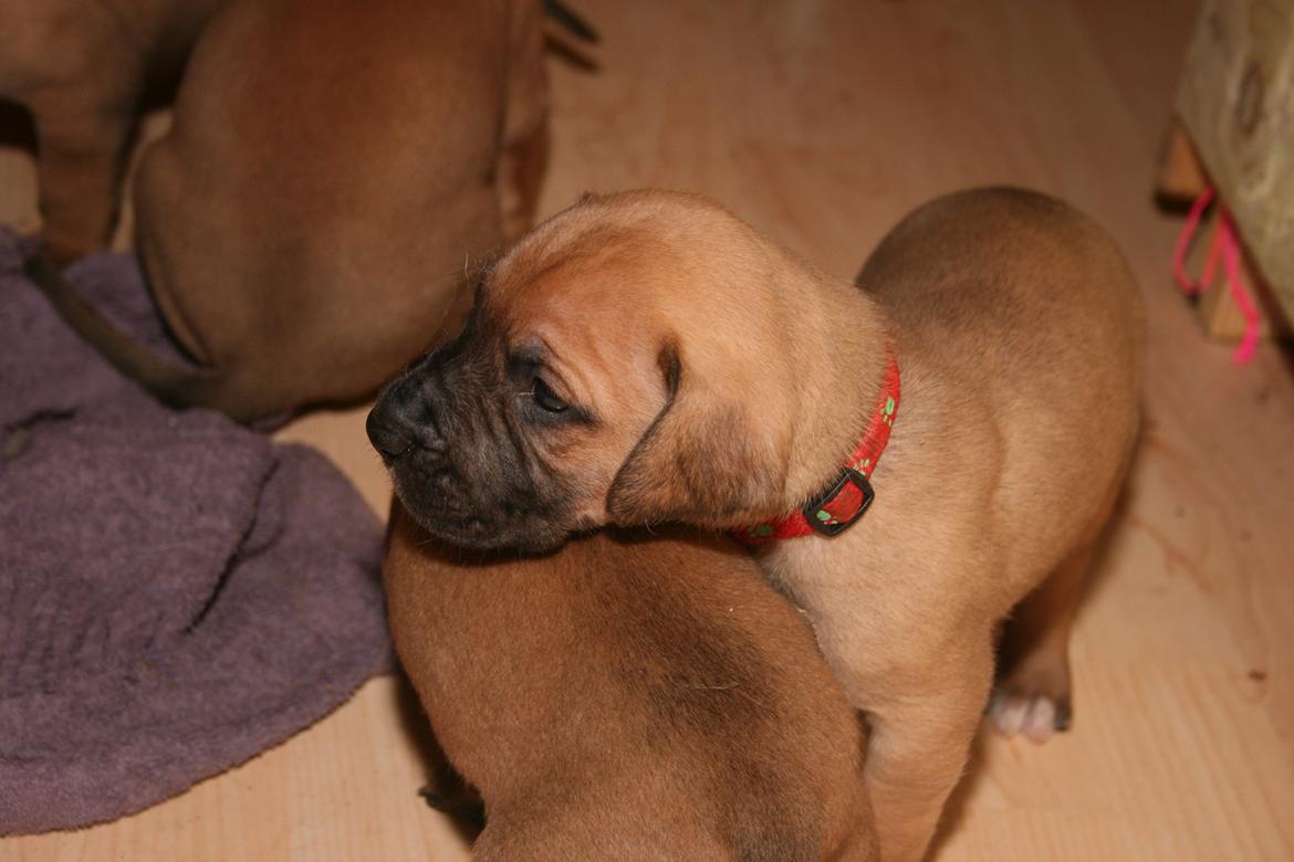 Blanding af racer CHAROS - Første udfulgt i stuen. billede 9