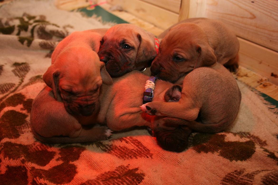 Blanding af racer CHAROS - Hygge under varmelampen. billede 10