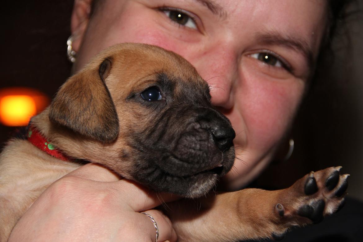 Blanding af racer CHAROS - ca 3 uger gammel. billede 11