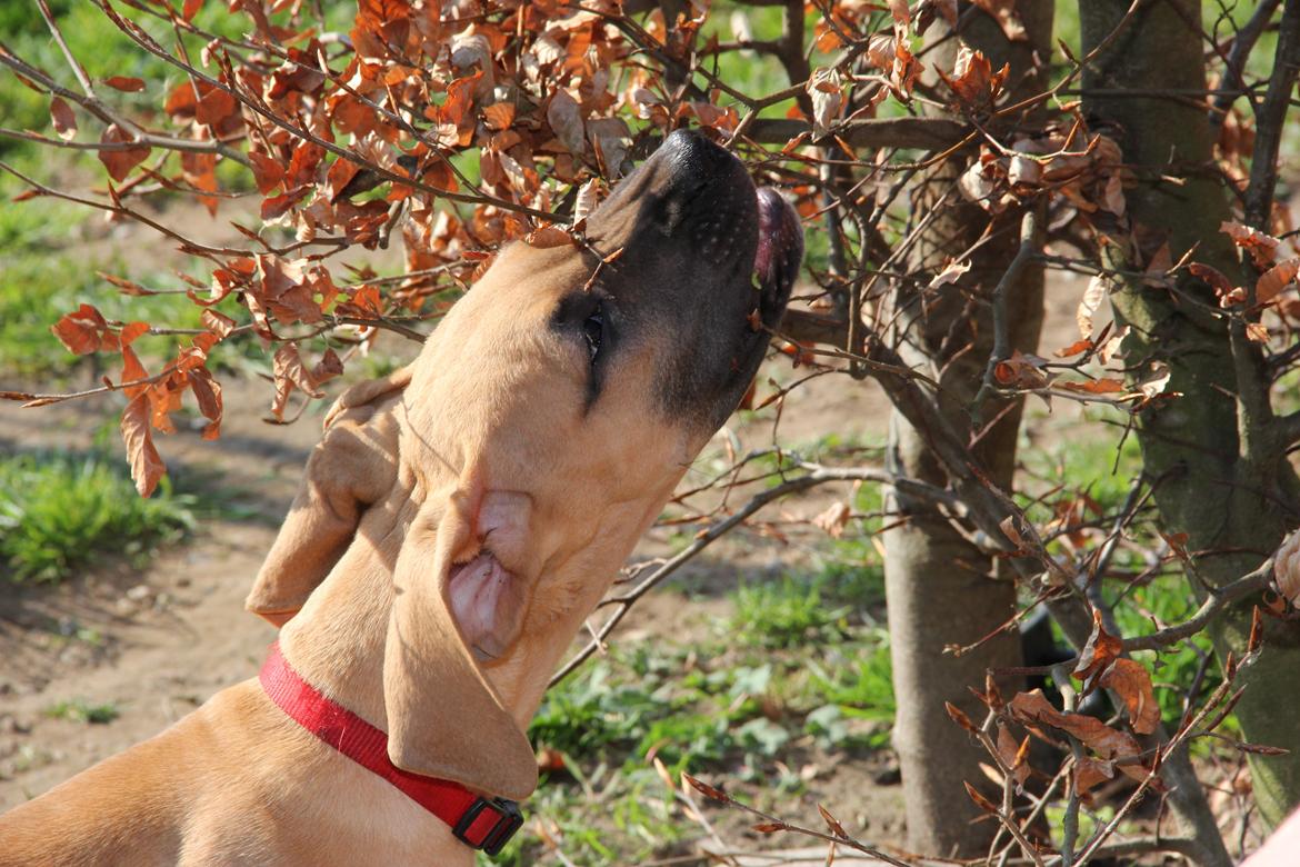 Blanding af racer CHAROS - Charos. 3 mdr gammel. billede 12