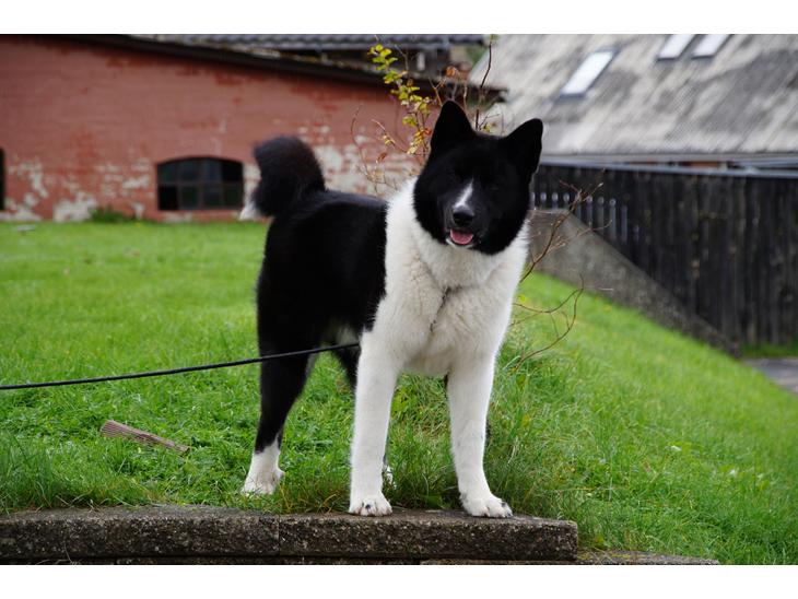 Karelsk bjørnehund Bastian billede 1