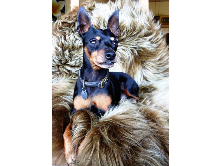 Dvaergpinscher King (2003 - 2016) billede 1